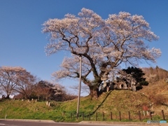 エドヒガン　種まき桜