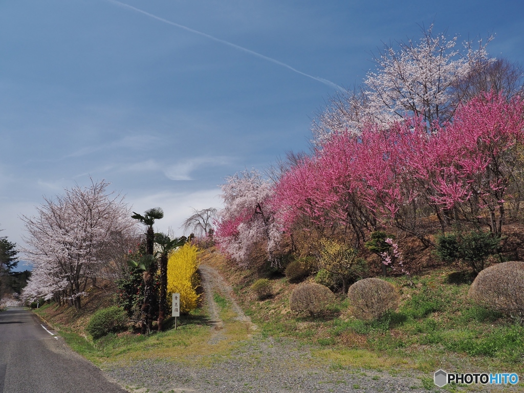 青花園