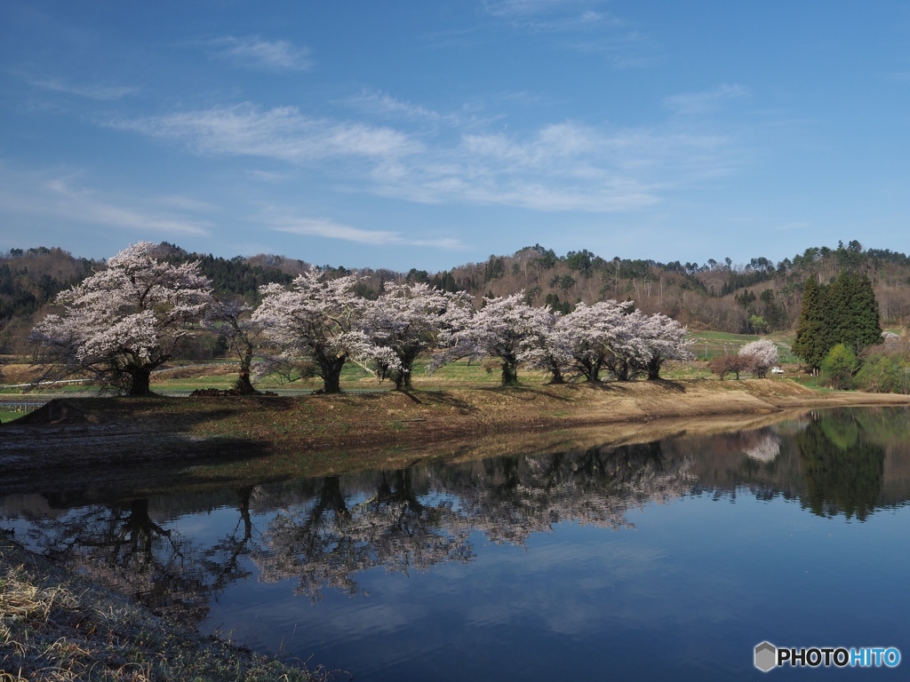 堤の桜