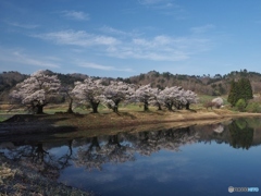 堤の桜