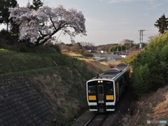 水郡線と桜