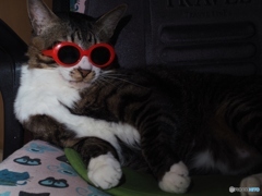 猫マフィアのボス
