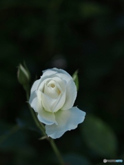 バラが咲いた！２