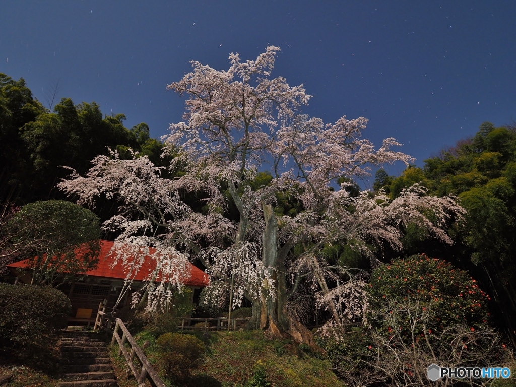 夜桜