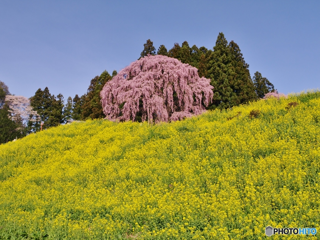 11年前の「合戦場のしだれ桜」