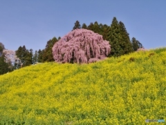 11年前の「合戦場のしだれ桜」