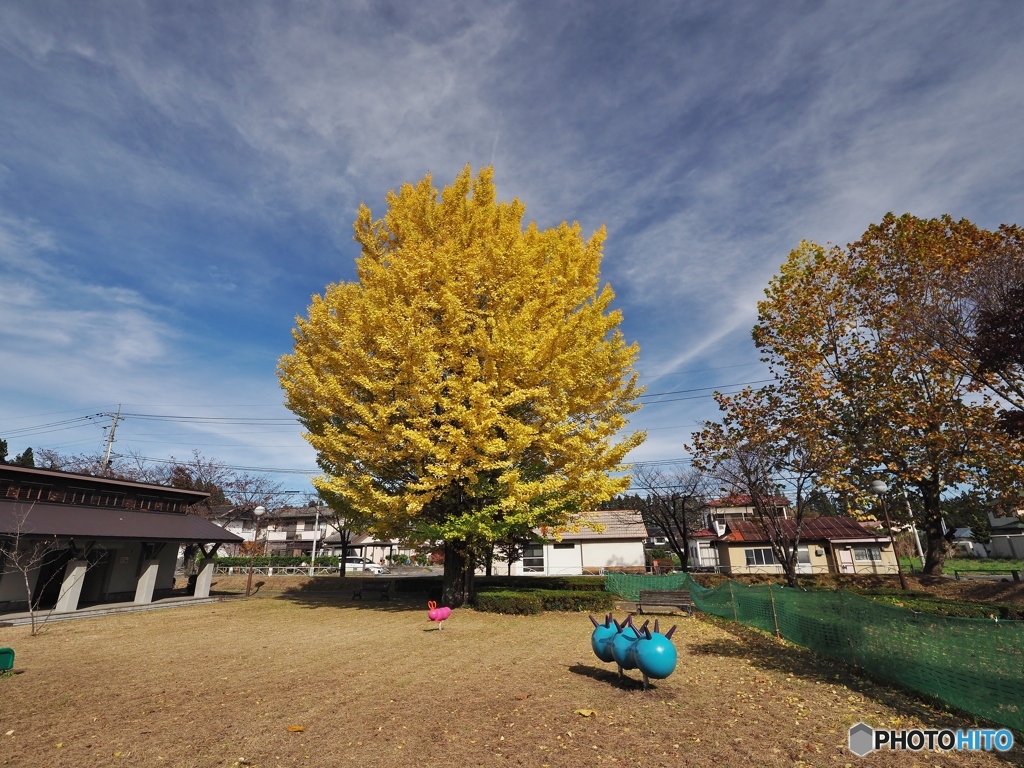 公園のイチョウ