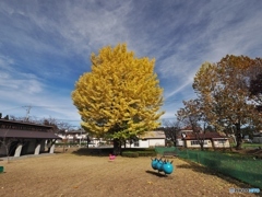 公園のイチョウ