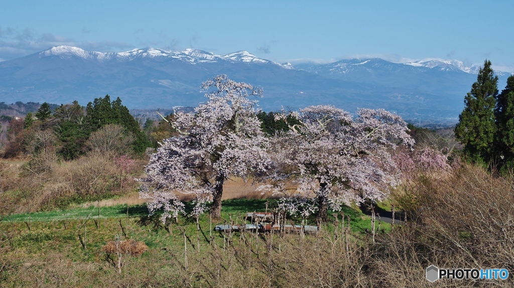 雪残る山をバックに！
