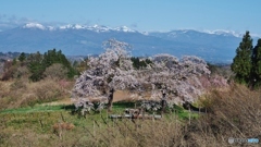 雪残る山をバックに！