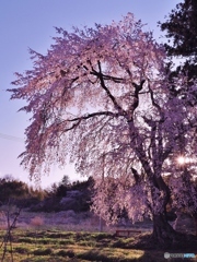 早咲きのしだれ桜