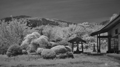 萌えるお寺