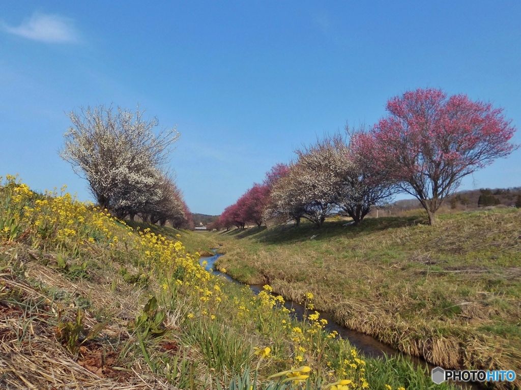 春の小川