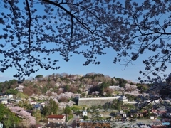 城址の桜