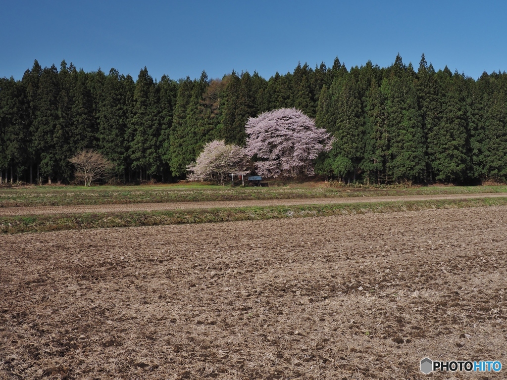 神社の桜