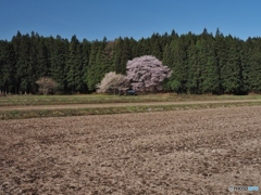 神社の桜