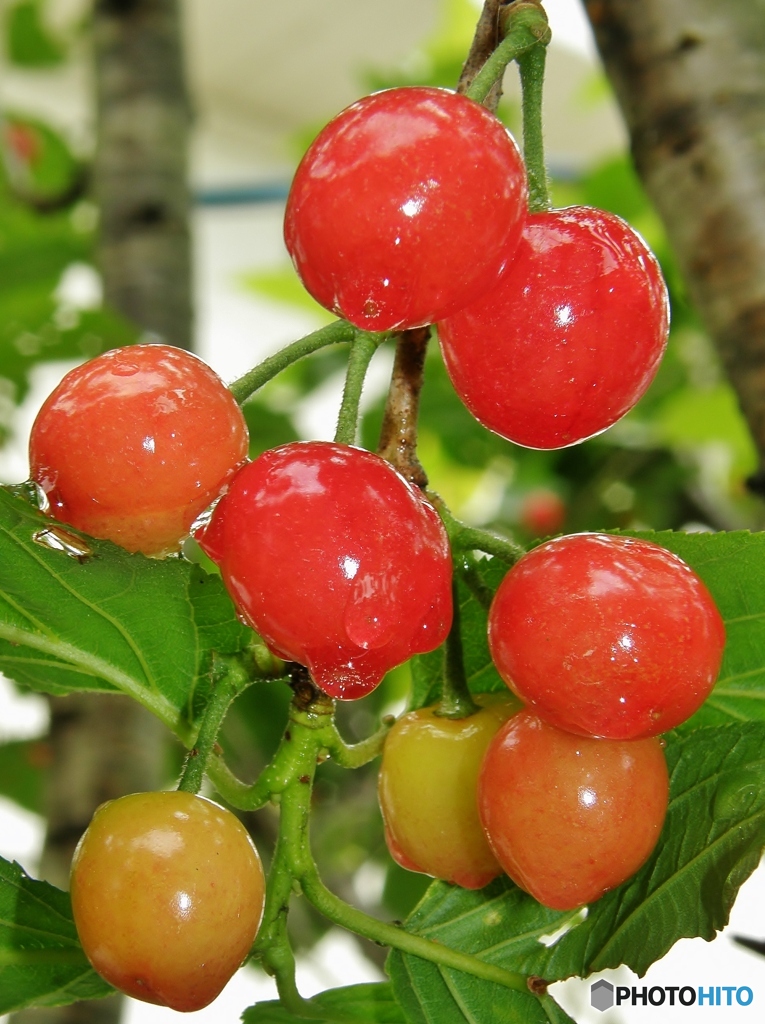 食べ頃よ～ん！