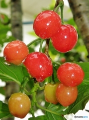 食べ頃よ～ん！