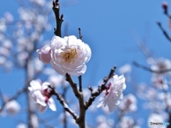 八重の梅
