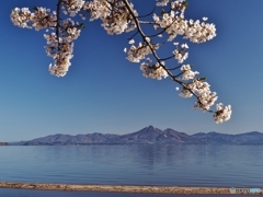 磐梯山と桜　２