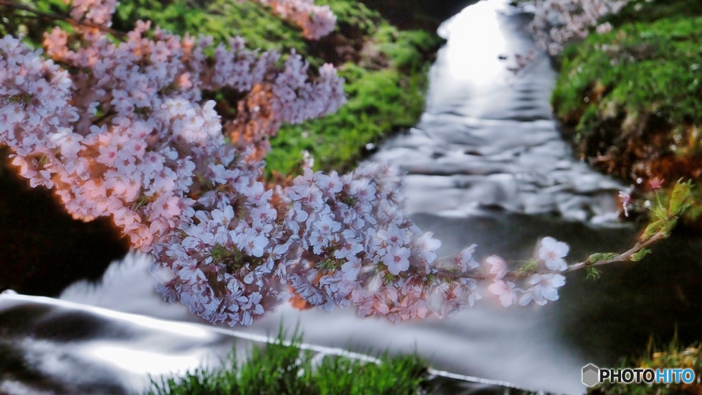sakura