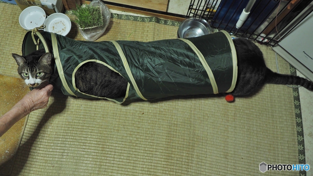 胴長ニャンコ(=^・^=)