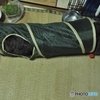 胴長ニャンコ(=^・^=)