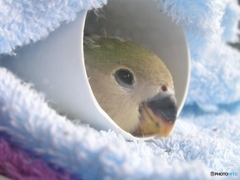 クーちゃん