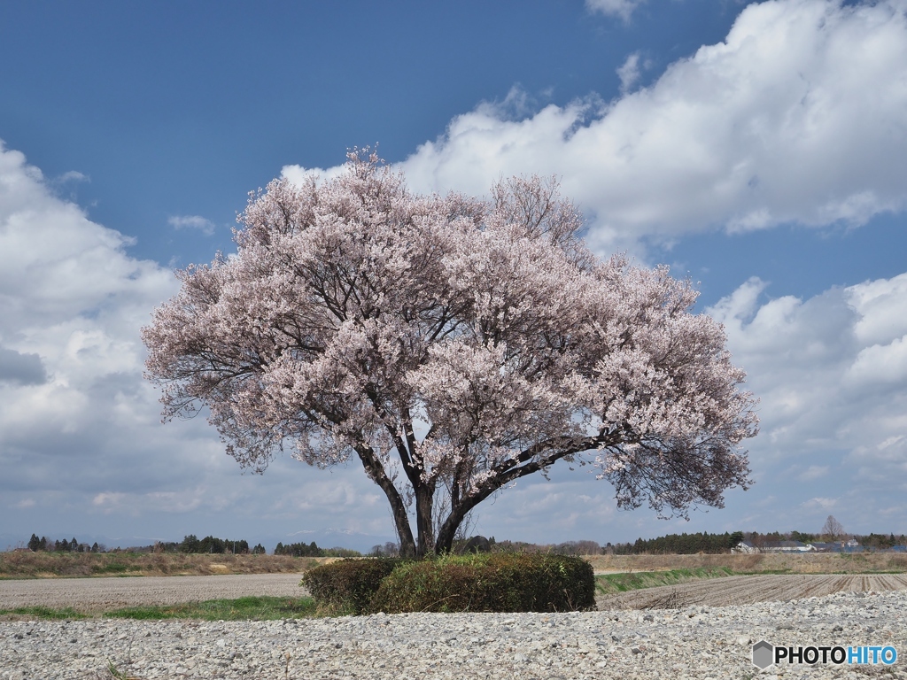 田んぼの１本桜