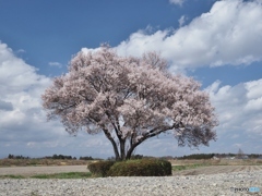 田んぼの１本桜