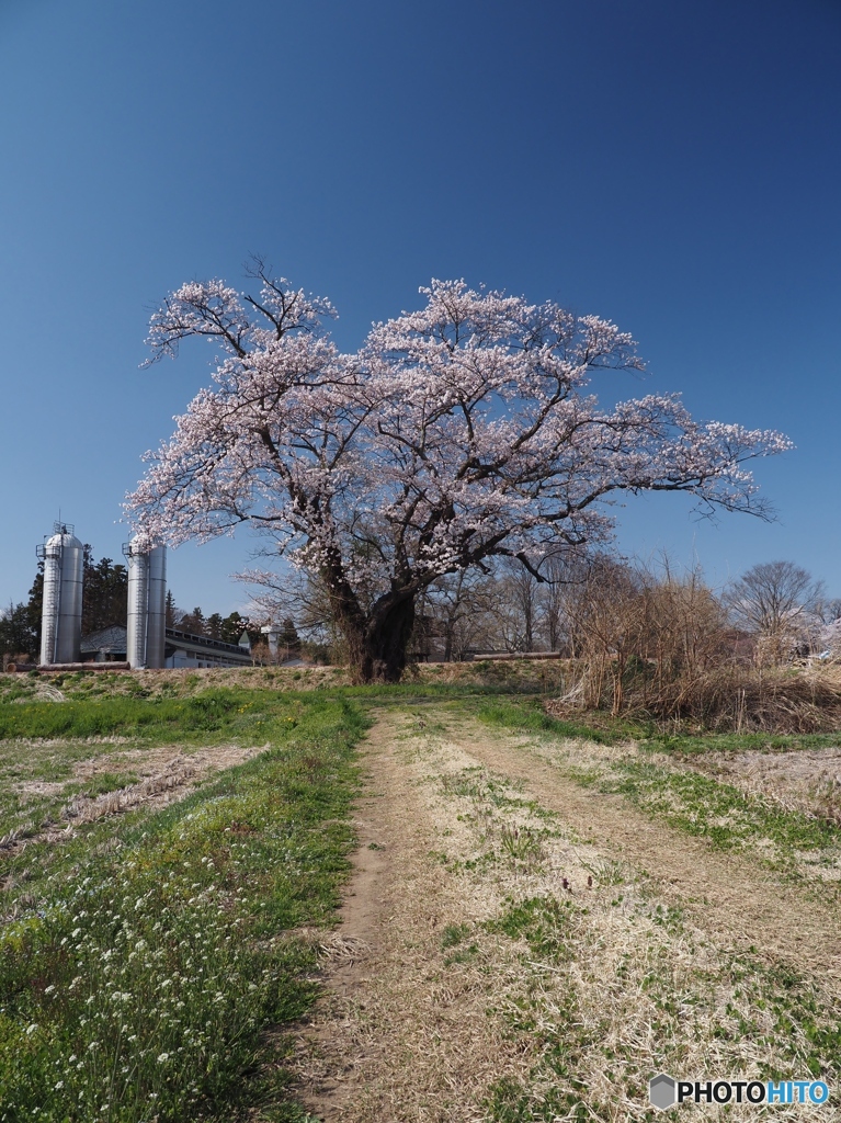 岩瀬牧場の桜