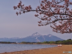 一輪！咲きました。