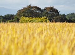背高のっぽのあわだちそう