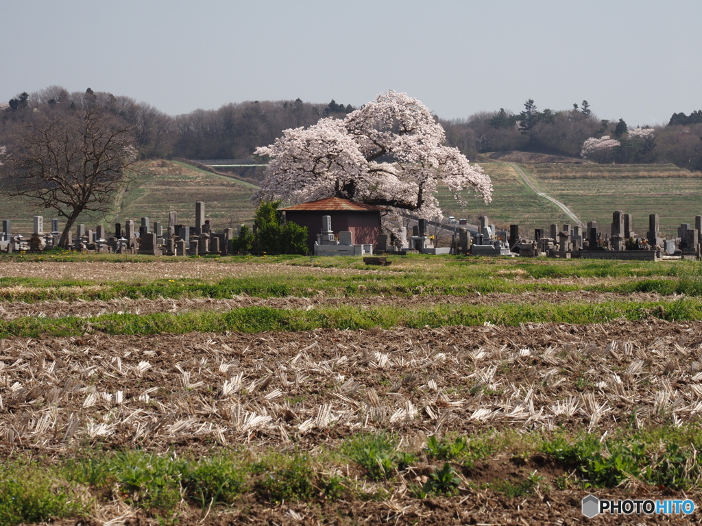 墓地の老木桜