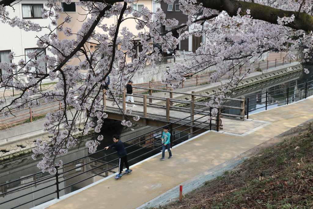 桜並木