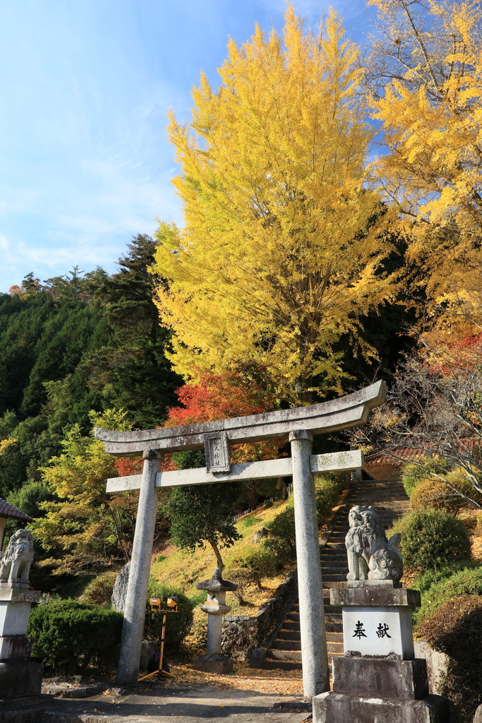 神社の大銀杏