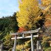 神社の大銀杏