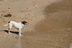 海辺の犬