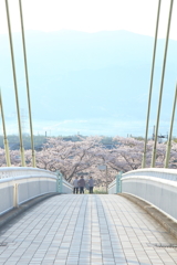 石川桜堤 *