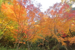 紅葉狩り日和 ***