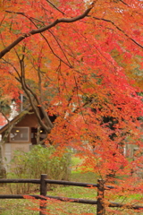 紅葉 ***