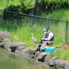 魚待ち