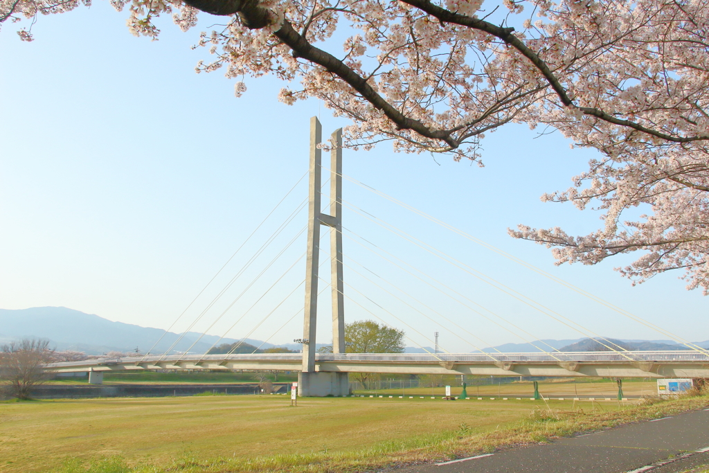 石川桜堤 **