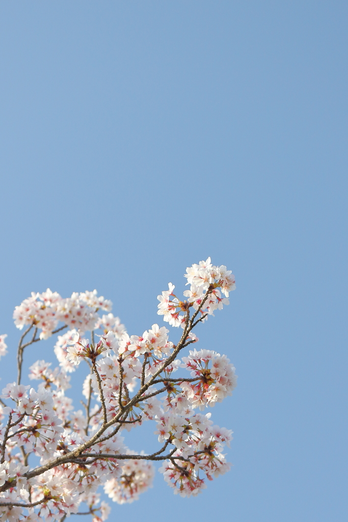 サクラ　青空