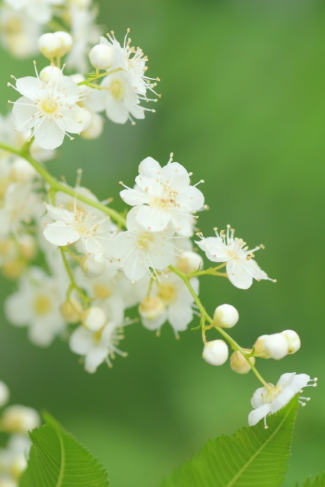 ホザキナナカマド **