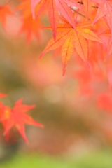 紅葉 *
