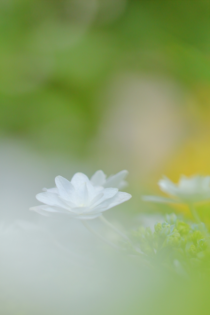 墨田の花火 *