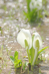 水芭蕉