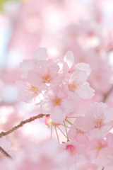 陽光桜 ***