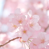 陽光桜 ***